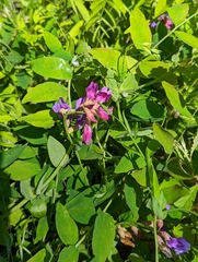 Lathyrus polyphyllus