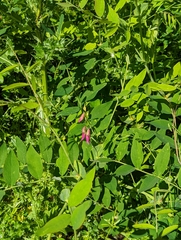 Lathyrus polyphyllus