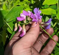 Lathyrus polyphyllus