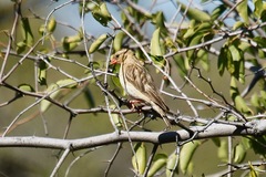 Vidua regia