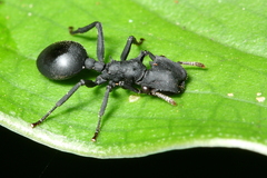 Cephalotes opacus