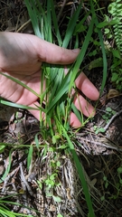 Dichanthelium linearifolium werneri