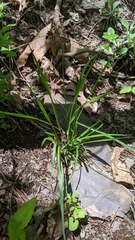 Dichanthelium linearifolium werneri