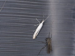 Coleophora ibipennella