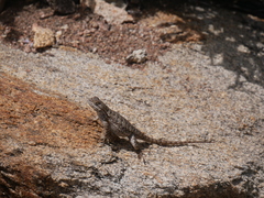 Sceloporus occidentalis