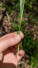 Dichanthelium linearifolium werneri