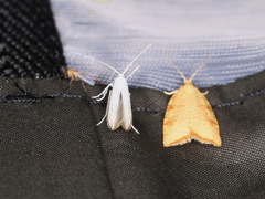 Coleophora ibipennella