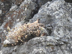 Buteo jamaicensis socorroensis