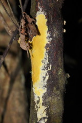 Trichoderma victoriense
