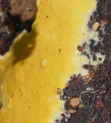 Trichoderma victoriense