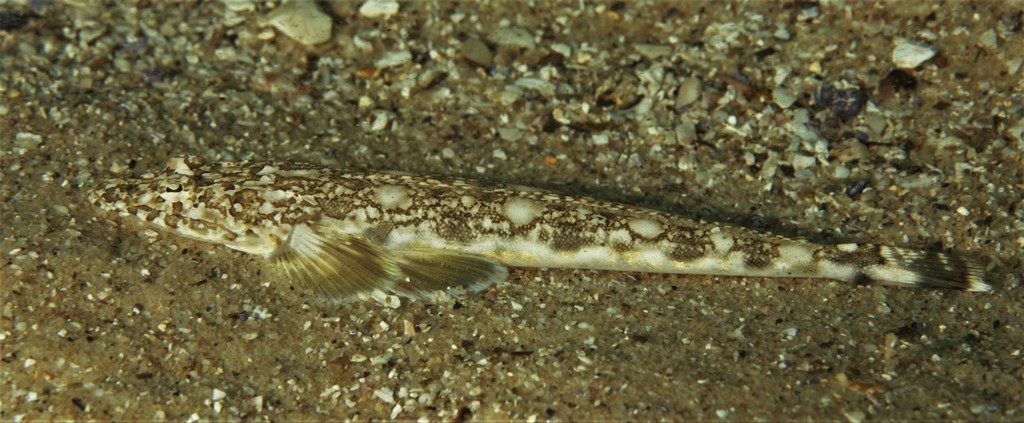 marbled-flathead-fishes-of-cabbage-tree-bay-aquatic-reserve-sydney
