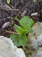 Chenopodiastrum hybridum