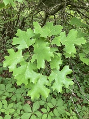 Quercus acerifolia