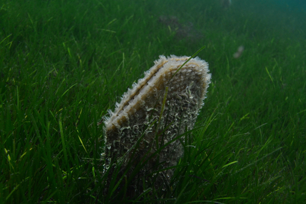 Noble pen shell in Zadarska, HR, iNaturalist research-grade observation