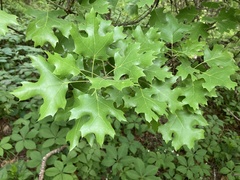 Quercus acerifolia