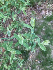 Salix integra albovariegata