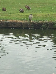 Nycticorax nycticorax