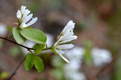 Amelanchier cusickii