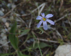 Sisyrinchium mucronatum