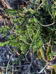 Astragalus agrestis