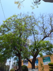 Jacaranda mimosifolia