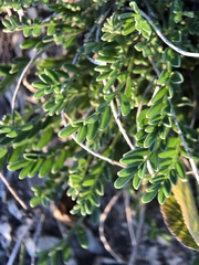 Astragalus agrestis