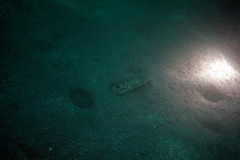 Ophichthus triserialis