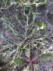 Gnaphalium uliginosum