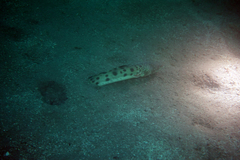 Ophichthus triserialis