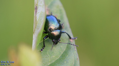 Colasposoma dauricum