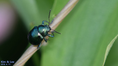 Colasposoma dauricum