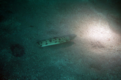 Ophichthus triserialis