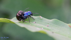 Colasposoma dauricum