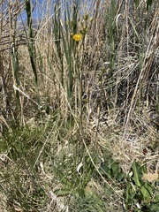 Crepis runcinata hallii