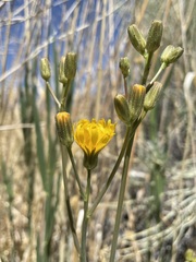 Crepis runcinata hallii