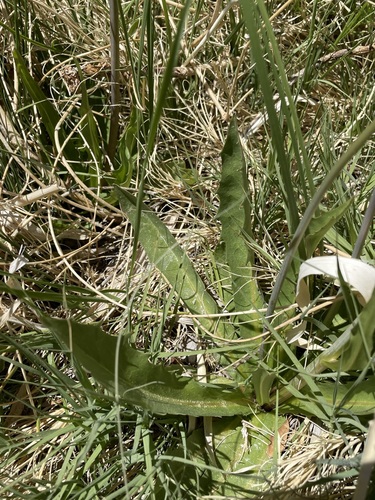 Image of Crepis runcinata by (c) Matt Berger, some rights reserved (CC BY)