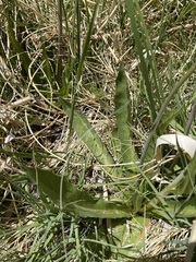 Crepis runcinata hallii