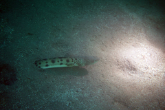 Ophichthus triserialis