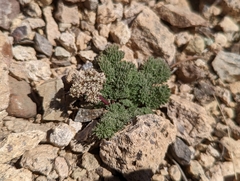 Cymopterus aboriginum