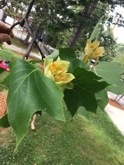 Liriodendron tulipifera