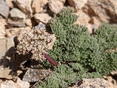 Cymopterus aboriginum