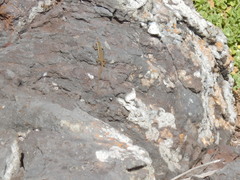 Urosaurus clarionensis