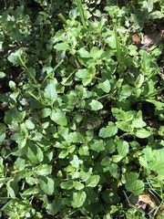 Clinopodium douglasii