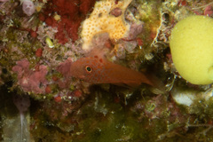 Trimma macrophthalmus