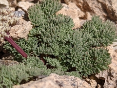 Cymopterus aboriginum