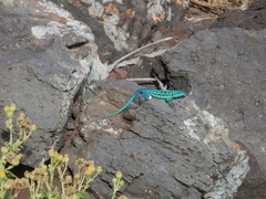 Urosaurus clarionensis