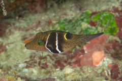 Canthigaster ocellicincta