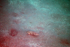 Ophichthus triserialis