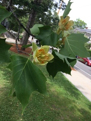 Liriodendron tulipifera