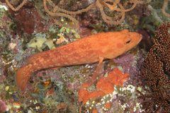 Cephalopholis spiloparaea